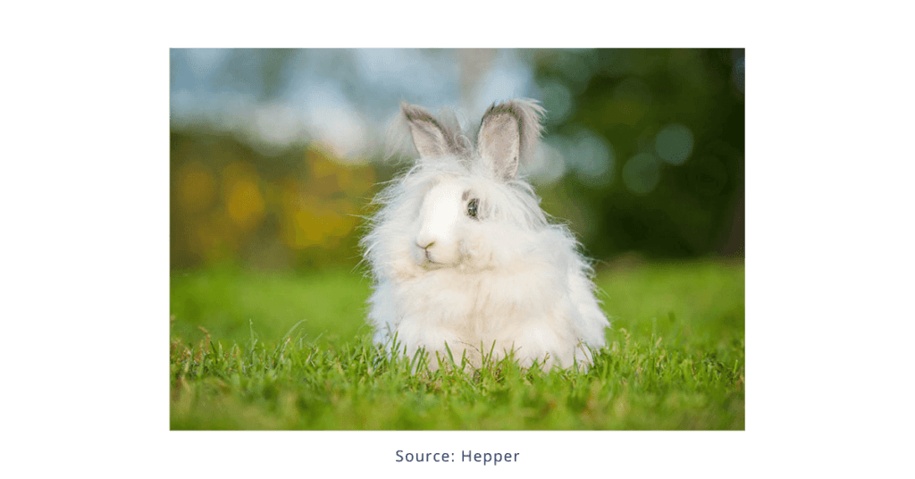 The Angora Rabbit