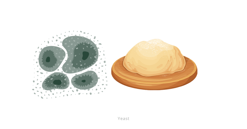 Yeast