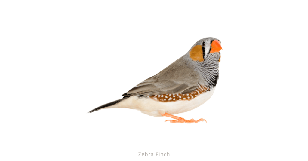 Zebra Finch