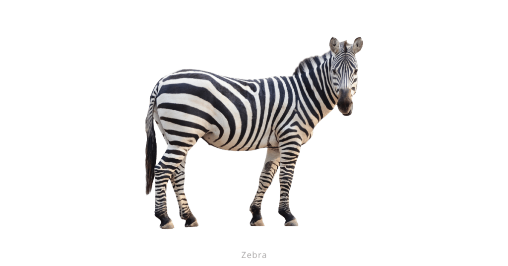 Zebra