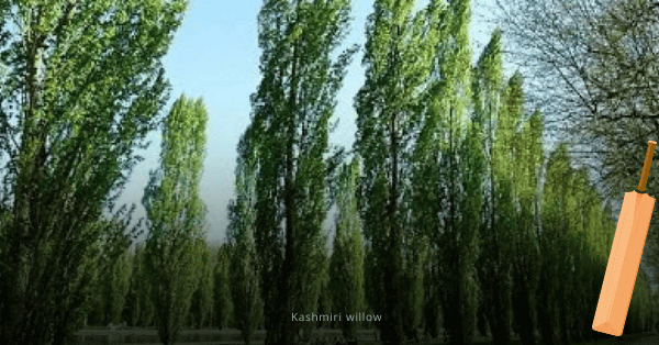 Kashmiri willow
