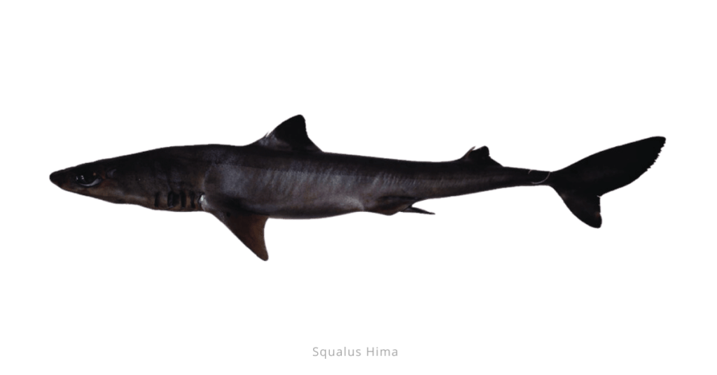 Squalus Hima