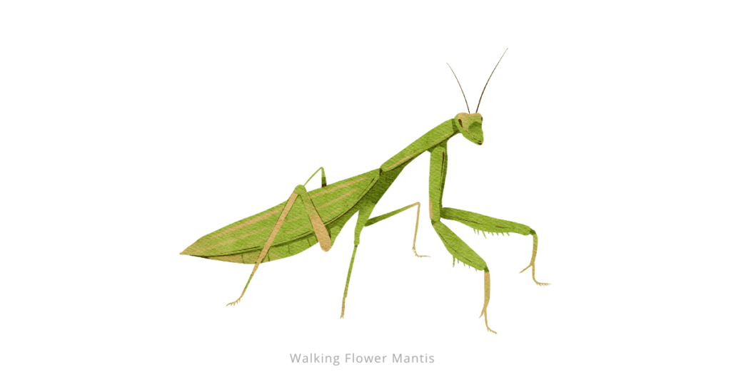 Walking Flower Mantis