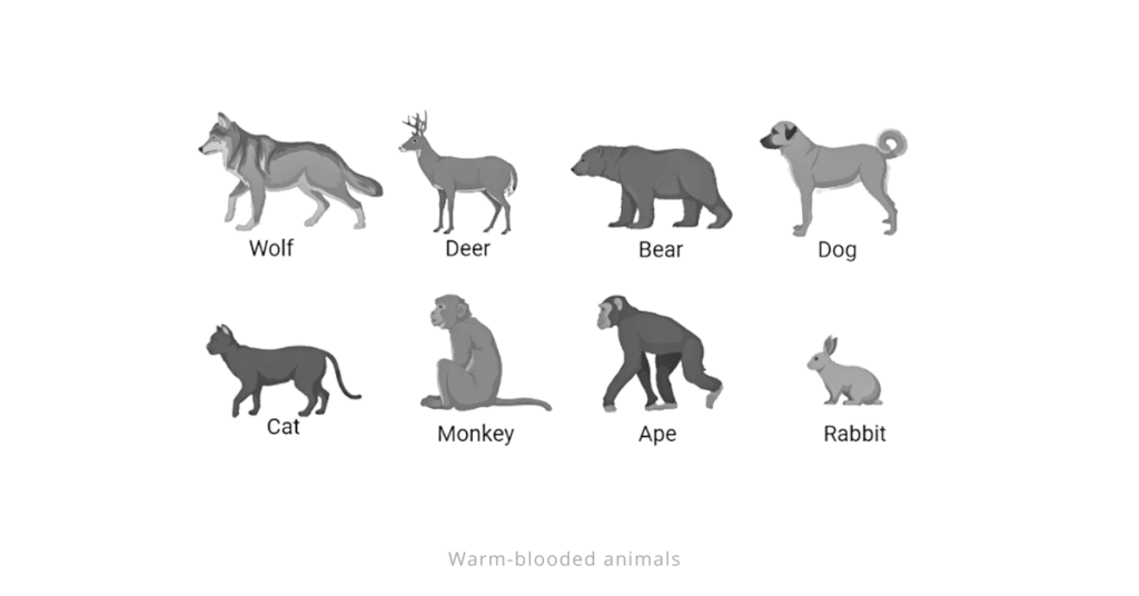 Warm-blooded animals