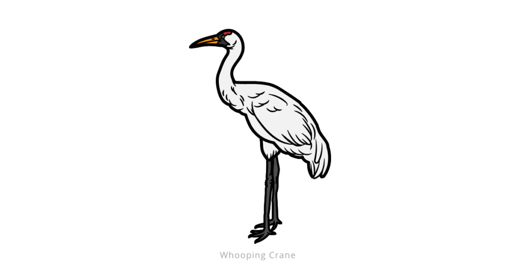 Whooping Crane
