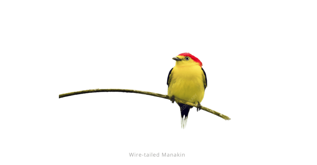 Wire-tailed Manakin